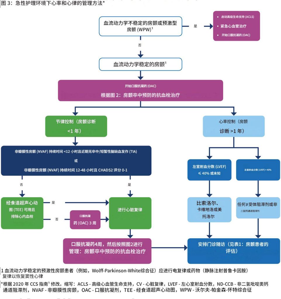 心房颤动——诊断和治疗